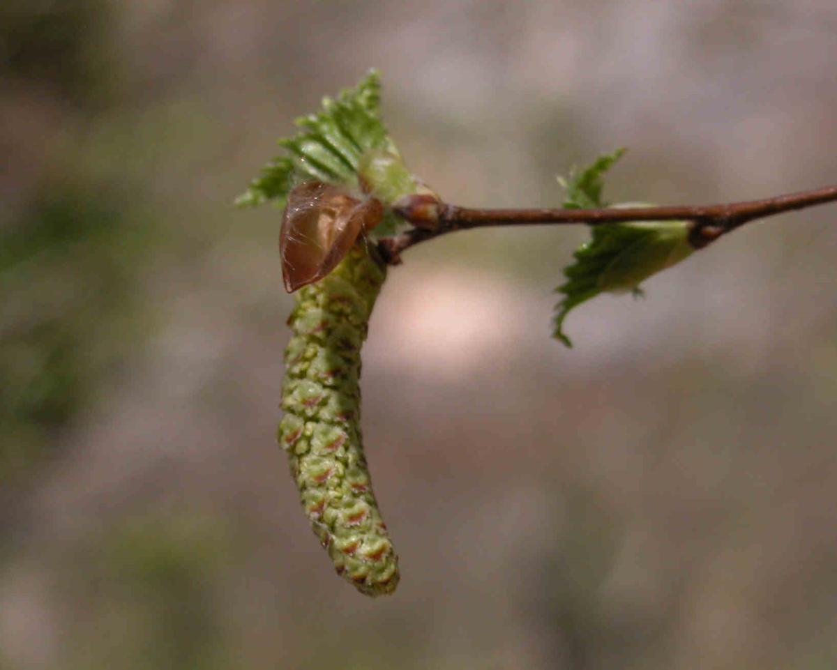 Birch, Silver flower